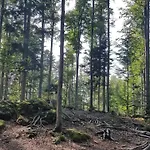 7 Stožec