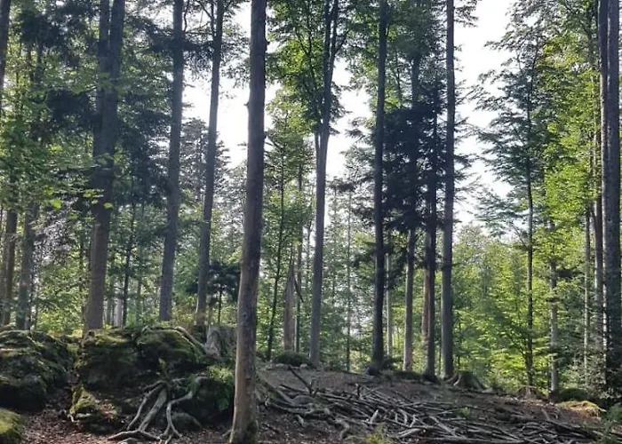 7 Stožec